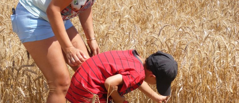 מהחיטה אל הלחם